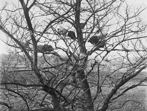 BIRDS IN BRANCHES